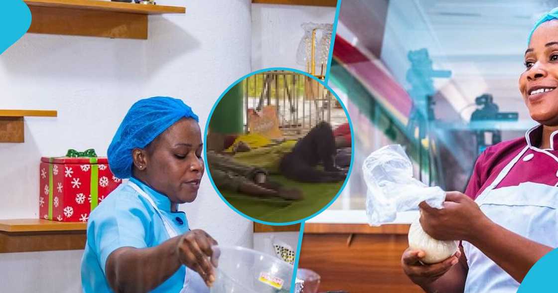 Chef Faila Chef Faila