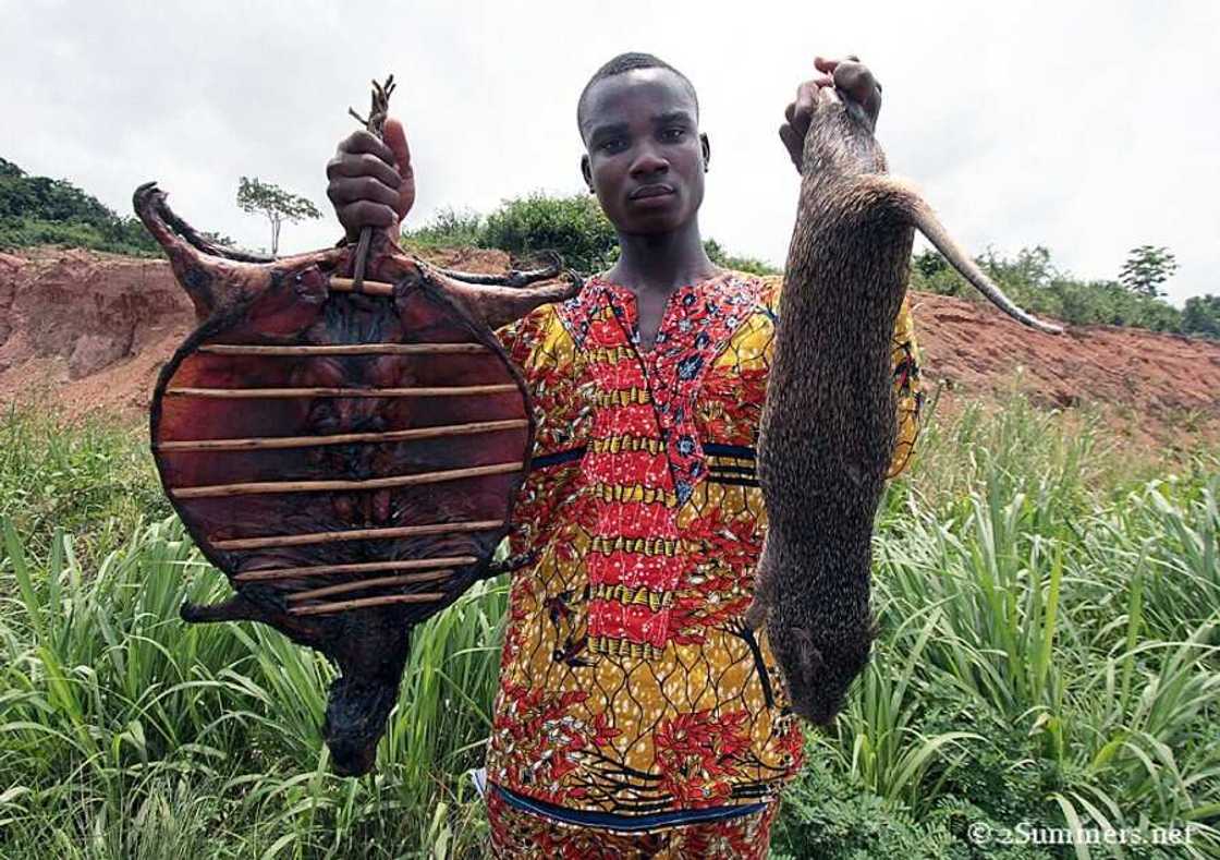 You will need a license to kill a grasscutter as nationwide ban on hunting begins You will need a license to kill a grasscutter as nationwide ban on hunting begins