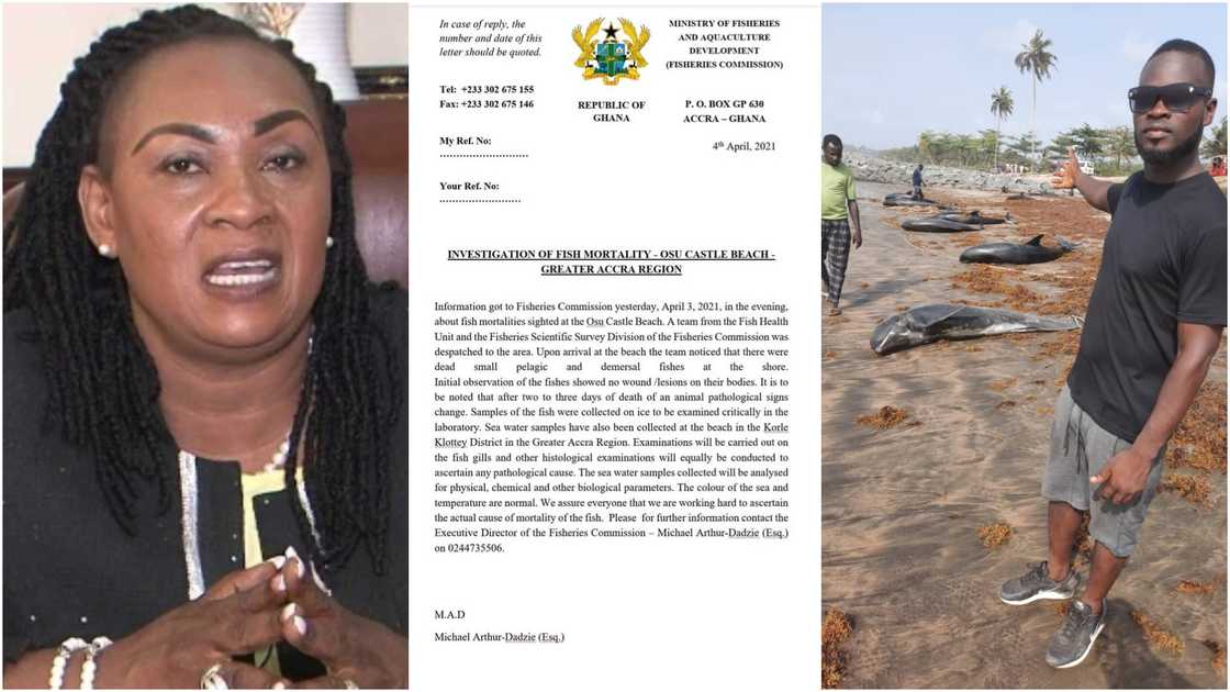 Fisheries Ministry probes mysterious dead fishes at beaches, stays silent over its sale