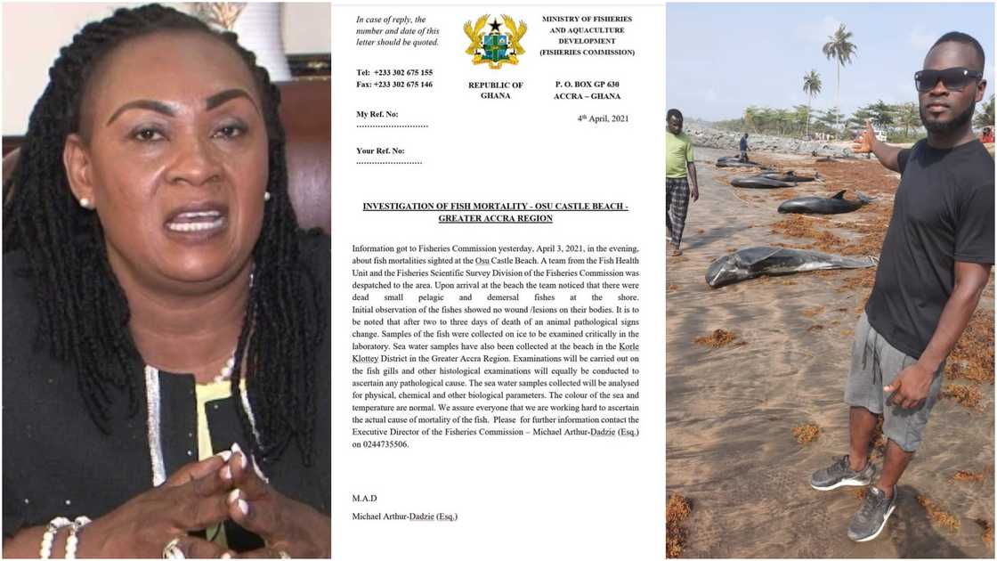 Fisheries Ministry probes mysterious dead fishes at beaches, stays silent over its sale Fisheries Ministry probes mysterious dead fishes at beaches, stays silent over its sale