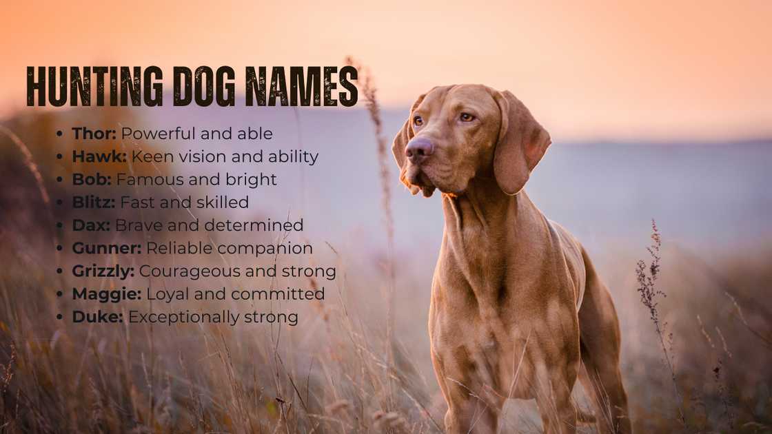 1-syllable hunting dog names