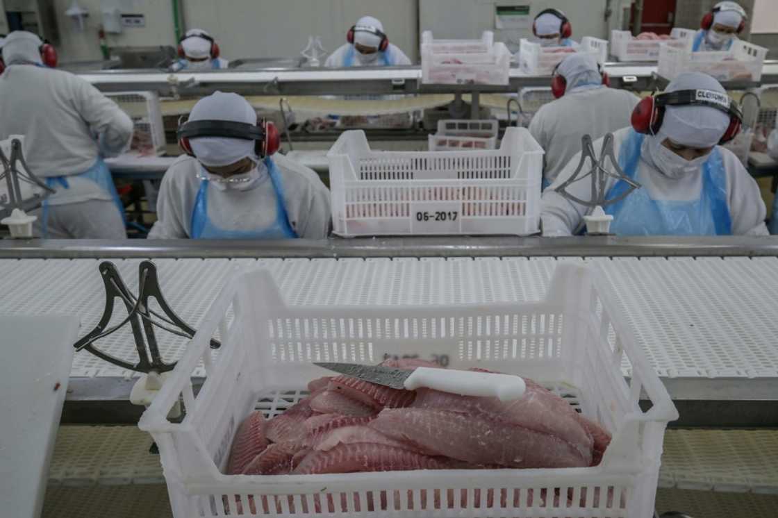 Fider Pescados ships both fresh and frozen tilapia to the US market Fider Pescados ships both fresh and frozen tilapia to the US market