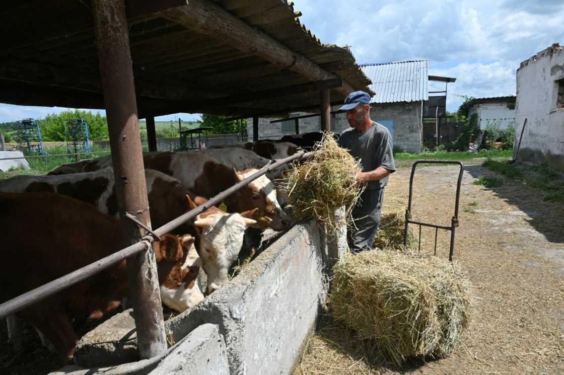 Government figures suggest that 15 percent of the country's livestock have been killed since Russia invaded on February 24 Government figures suggest that 15 percent of the country's livestock have been killed since Russia invaded on February 24
