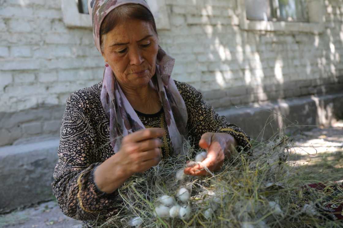 Hard work: Zubayda Pardayeva picks silkworm cocoons from mulberry branches Hard work: Zubayda Pardayeva picks silkworm cocoons from mulberry branches