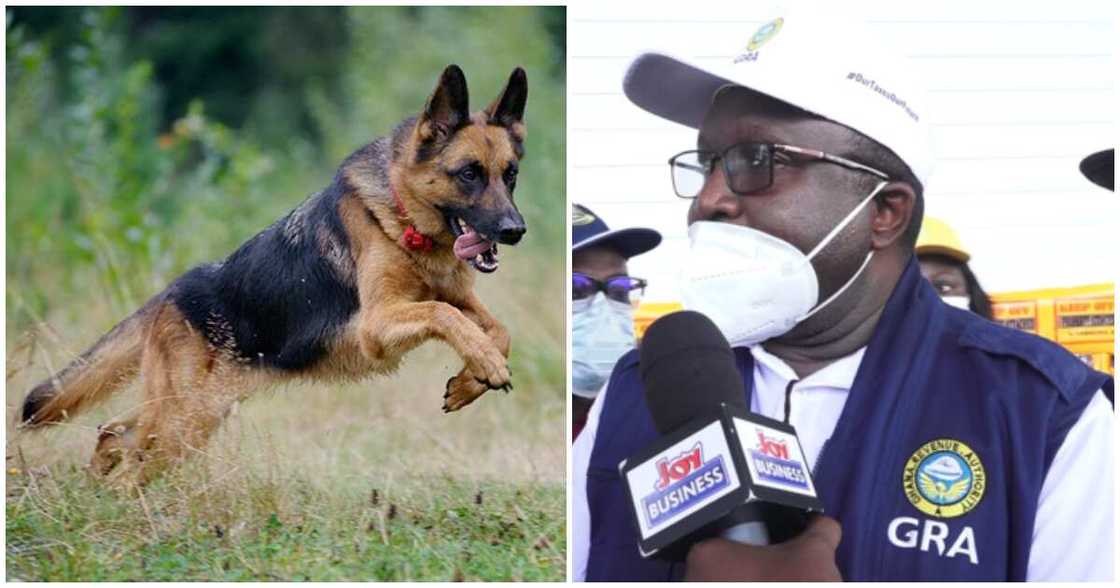 Some Chinese nationals on Thursday released their wild dogs on GRA tax officials who stormed their quarry sites