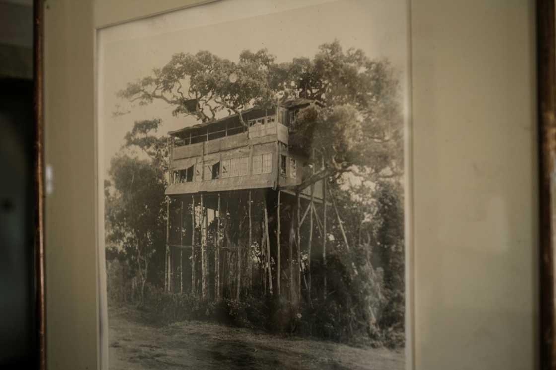 A picture of the original treehouse where Queen Elizabeth stayed in 1952 A picture of the original treehouse where Queen Elizabeth stayed in 1952