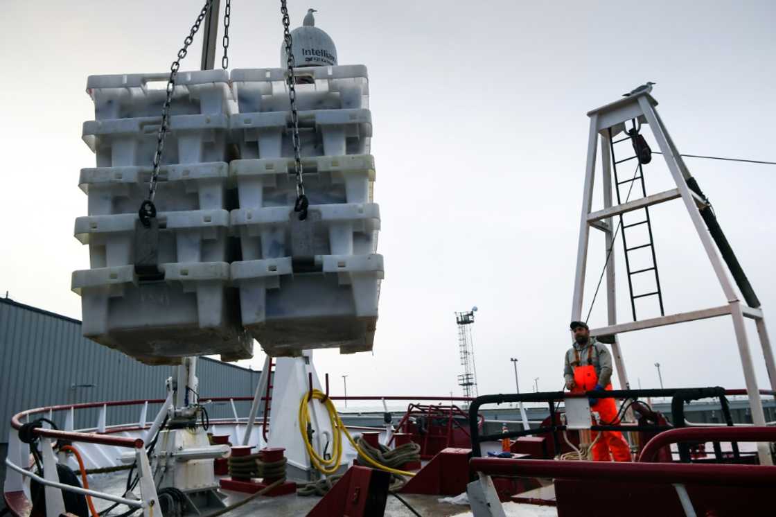 Delays to UK exports have caused the prices of some white fish to drop Delays to UK exports have caused the prices of some white fish to drop