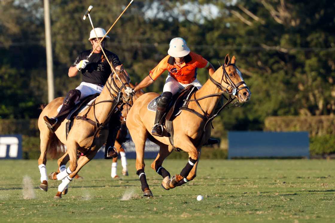 Two men on horses playing polo, swinging mallets to hit a small ball on a grass field. Two men on horses playing polo, swinging mallets to hit a small ball on a grass field.