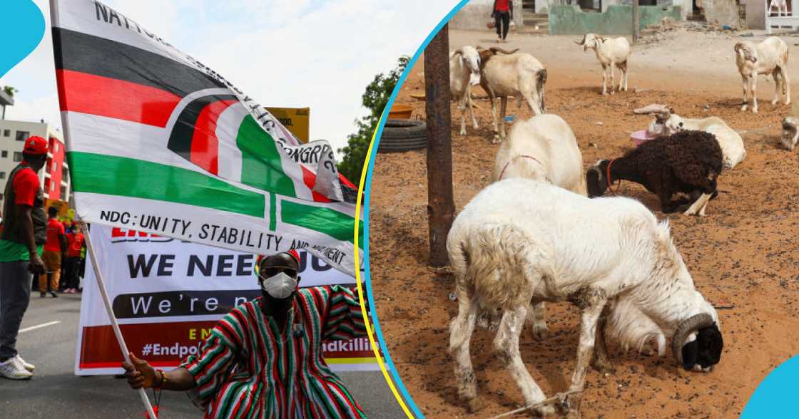 NDC In Assin Central Fined GH¢10,000, 10 Sheep