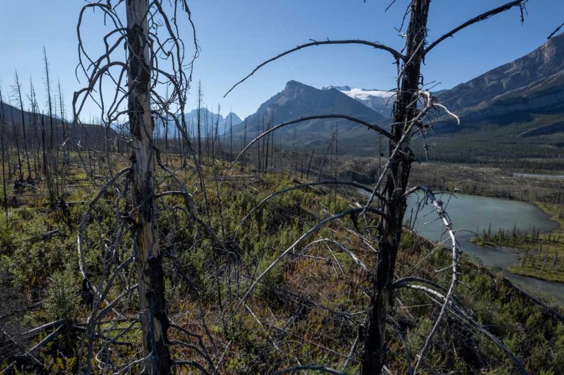 Fire damaged trees near Saskatchewan river crossing between the Banff and Jasper national parks, in Alberta, Canada in September this year Fire damaged trees near Saskatchewan river crossing between the Banff and Jasper national parks, in Alberta, Canada in September this year