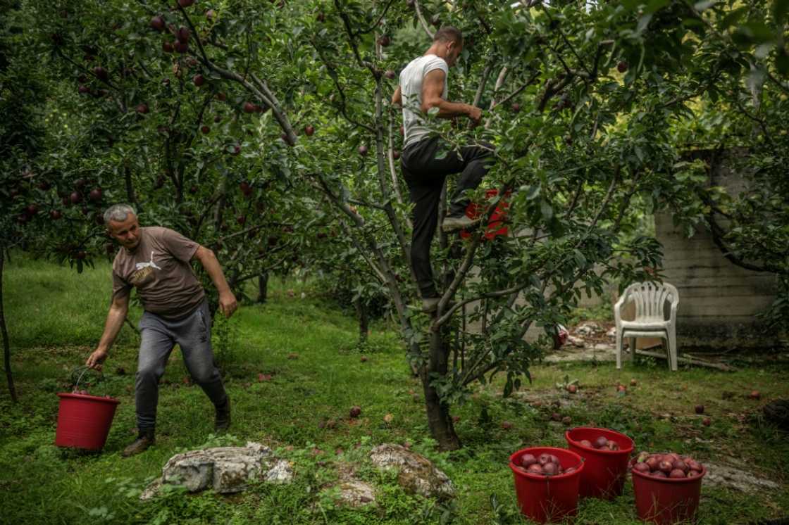 Harvesters said this year's apple crop had already been problematic owing to climate change