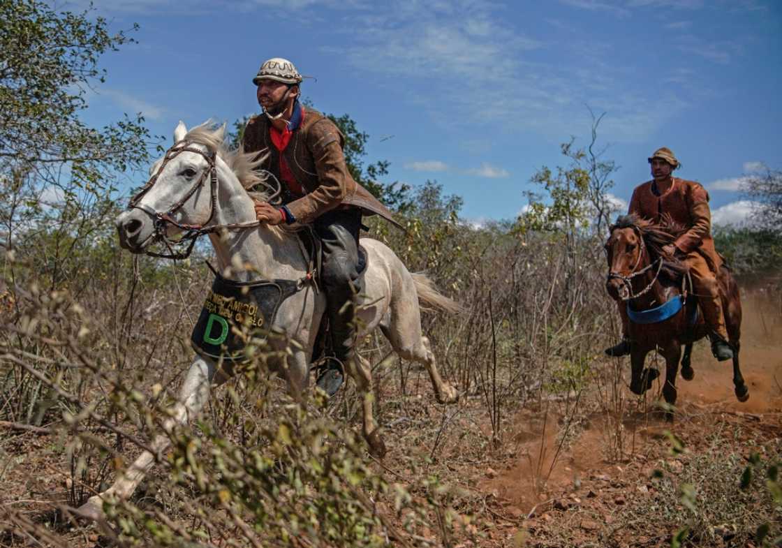 Riders compete in pairs to grab a tag from around a bull's neck as it charges through the harsh, cactus- and thorn-filled scrubland Riders compete in pairs to grab a tag from around a bull's neck as it charges through the harsh, cactus- and thorn-filled scrubland