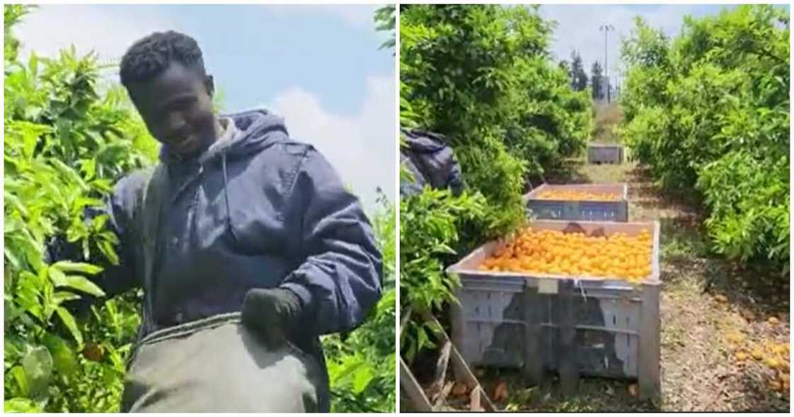 Photo of Ghanaian man who works as a fruit picker Photo of Ghanaian man who works as a fruit picker