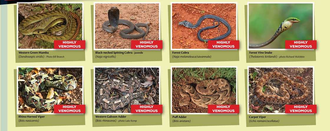 Western Green Mamba, snakebite, Cobra, snakes, venom, snakebite deaths, snakes in Ghana Western Green Mamba, snakebite, Cobra, snakes, venom, snakebite deaths, snakes in Ghana