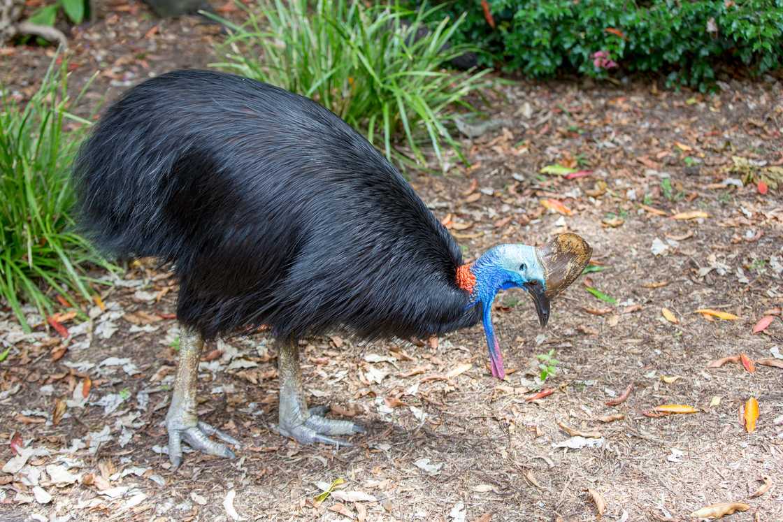 Australian Cassowary looking down, hunting for food in a bush. Australian Cassowary looking down, hunting for food in a bush.