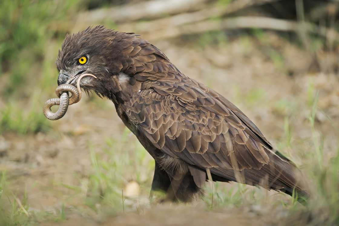 Snake Eagle eats a snake on the grass Snake Eagle eats a snake on the grass