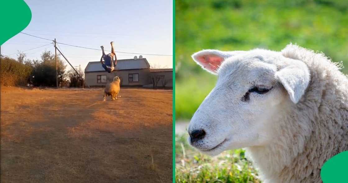 A man's playful encounter with a sheep has gone viral on TikTok