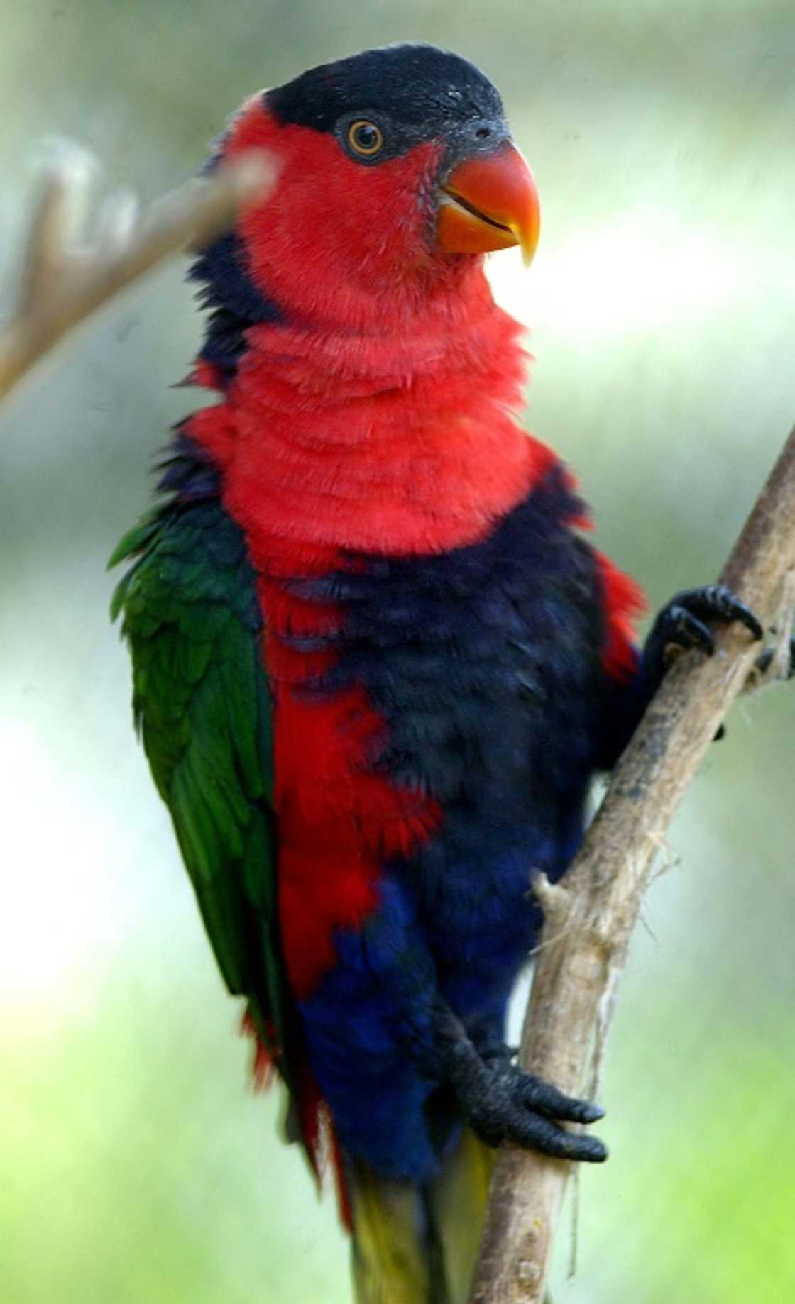The chattering lory parrot is found only in the jungles of Indonesia's Maluku Islands The chattering lory parrot is found only in the jungles of Indonesia's Maluku Islands
