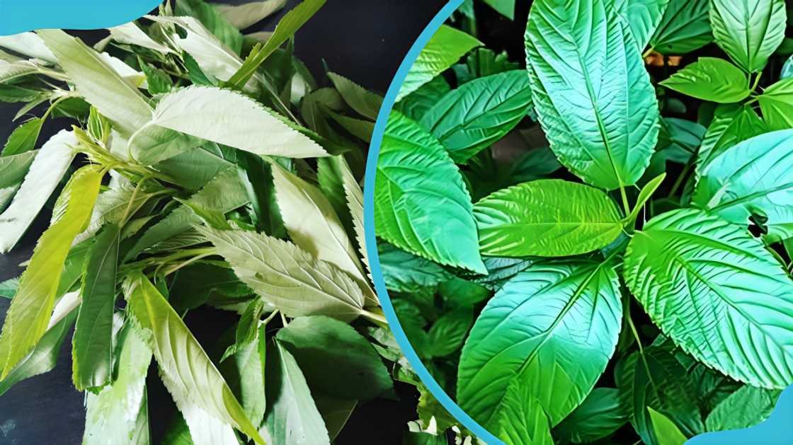 spices in Ghana spices in Ghana