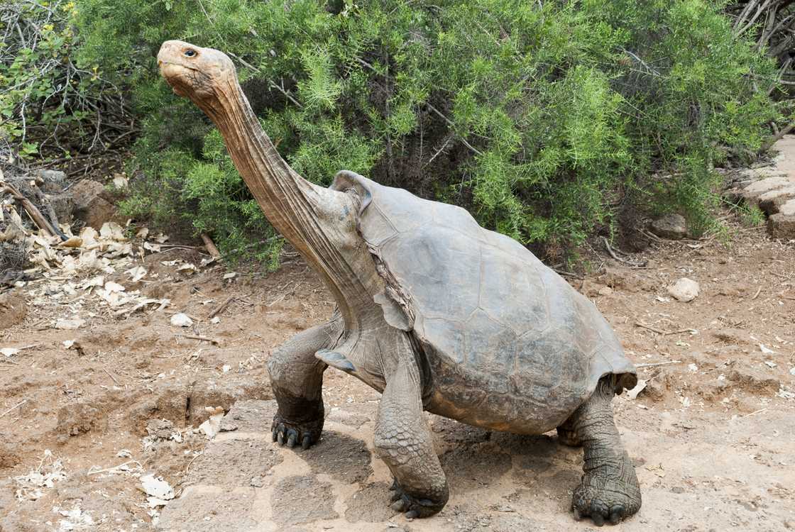 Ecuador's giant tortoise is standing on a bare ground Ecuador's giant tortoise is standing on a bare ground