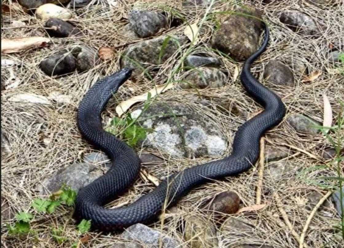 Woman Dies After Snake Bites Her Clitoris Woman Dies After Snake Bites Her Clitoris