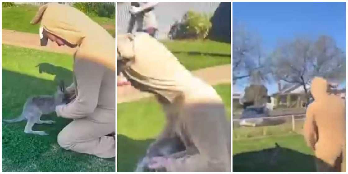 Video shows moment man deceived a Joey into entering his pouch after dressing up as a kangaroo Video shows moment man deceived a Joey into entering his pouch after dressing up as a kangaroo