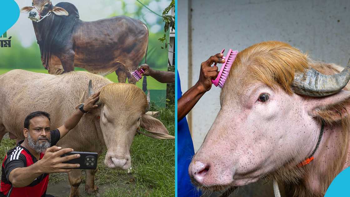 Viral Donald Trump Buffalo Spared From Eid Al-Adha Sacrifice in Bangladesh Viral Donald Trump Buffalo Spared From Eid Al-Adha Sacrifice in Bangladesh