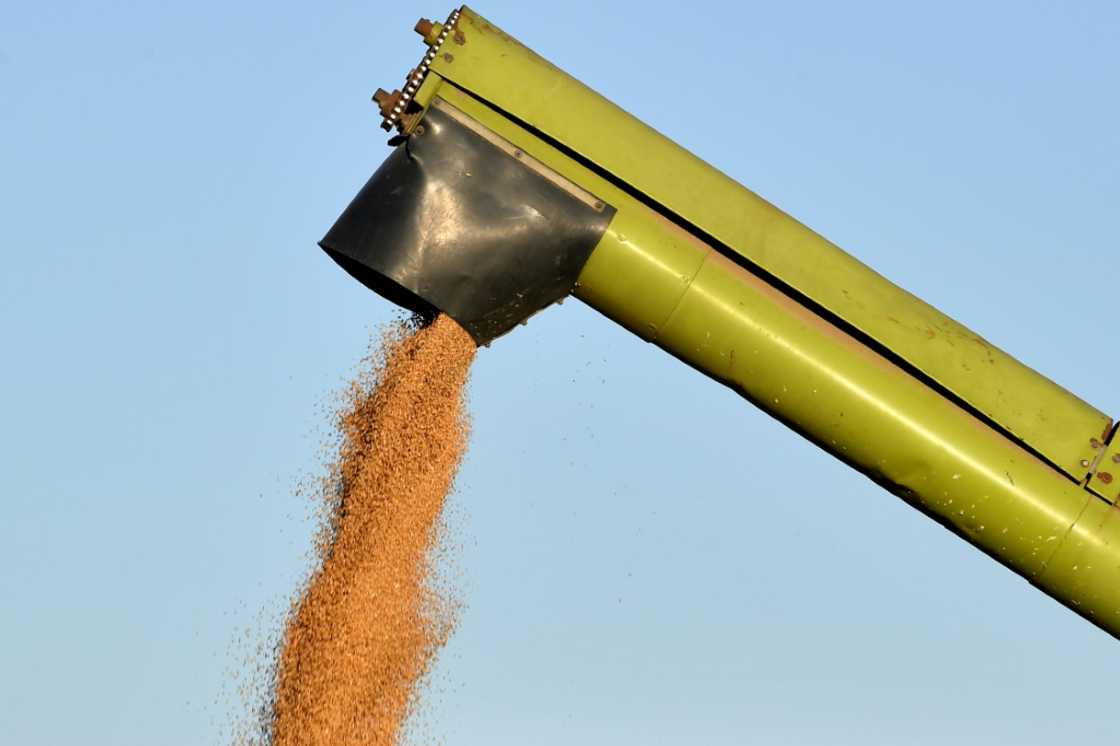 A combine harvester unloads wheat during the harvest season in the Sidi Thabet region A combine harvester unloads wheat during the harvest season in the Sidi Thabet region