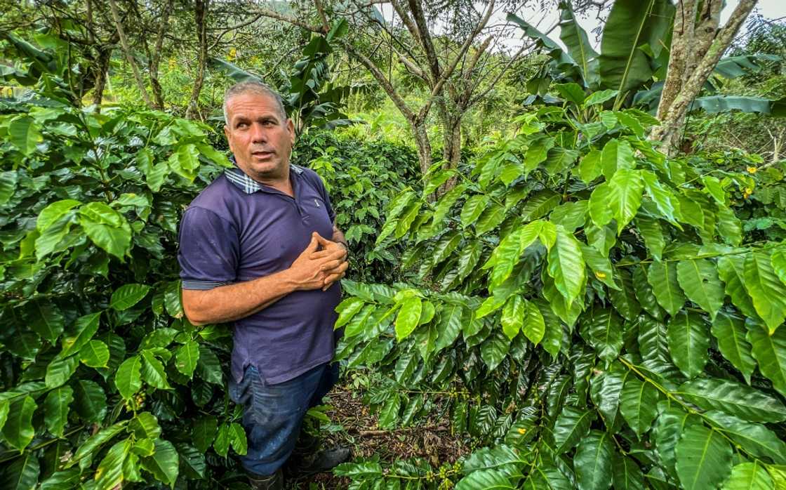 Farmer Jesus Chaviano stands amid his coffee bushes at his plantation in Jibacoa, Villa Clara province, Cuba