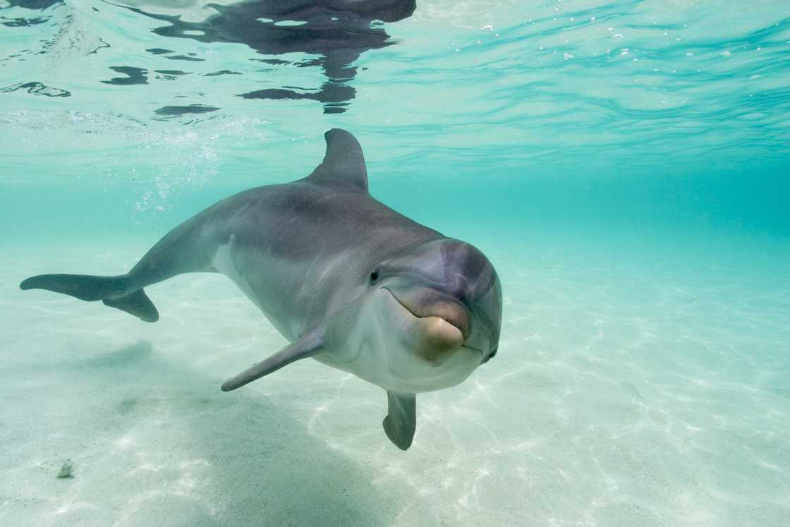 Bottlenose Dolphin in the Caribbean Sea near Roatan Island. Bottlenose Dolphin in the Caribbean Sea near Roatan Island.