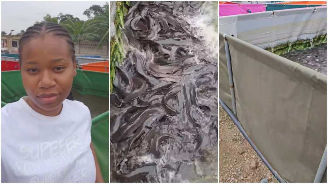 Fish farming in Nigeria/Lady showed off fish ponds.