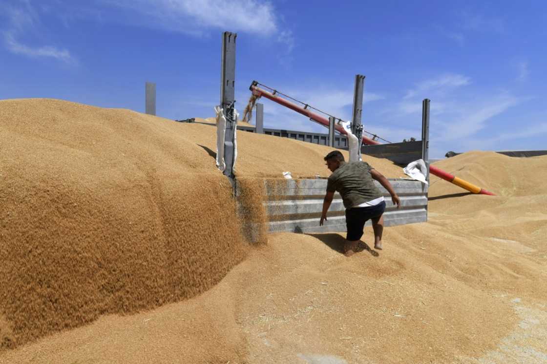 A 2014 World Bank report argued that Tunisia "does not have a strong comparative advantage in cereals" and should instead focus on "labour intensive" crops because of cheap labour A 2014 World Bank report argued that Tunisia "does not have a strong comparative advantage in cereals" and should instead focus on "labour intensive" crops because of cheap labour