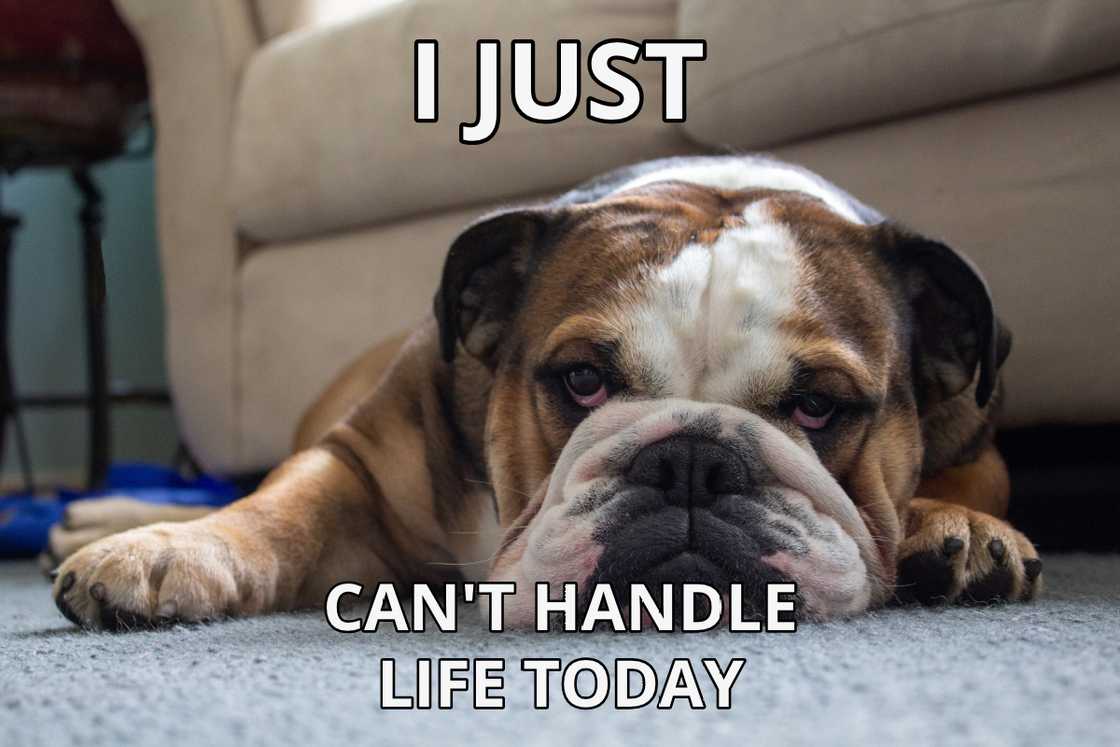 funny memes about life funny memes about life