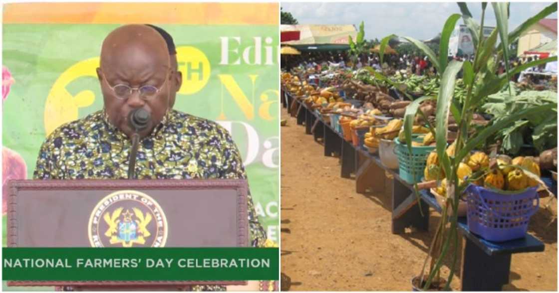 Akufo-Addo attends National Farmers' Day in Koforidua. Akufo-Addo attends National Farmers' Day in Koforidua.