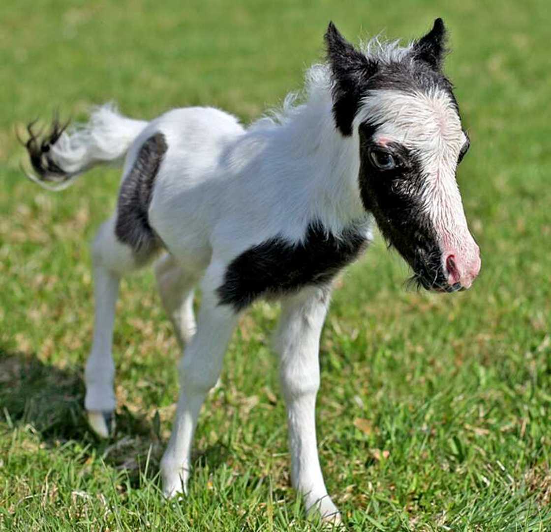 Einstein the horse