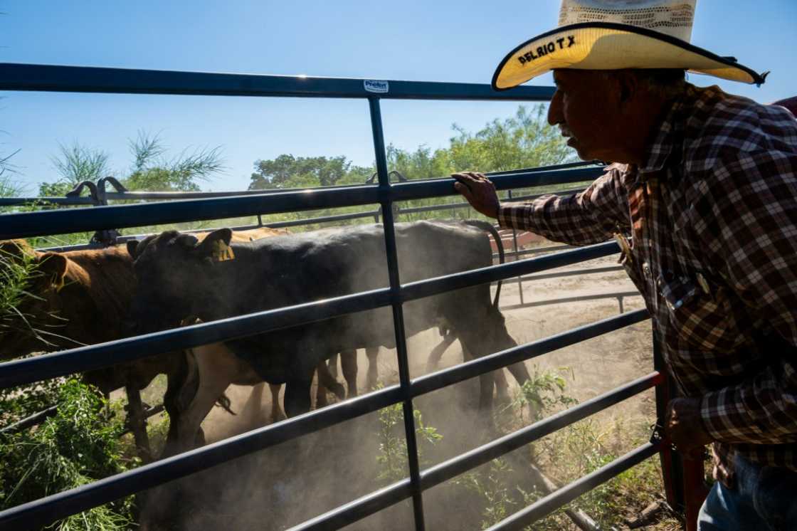 Cattle ranchers like Jose Esquivel of Quemado, Texas, have been culling their herds in response to drought and high production costs, sending US beef prices soaring Cattle ranchers like Jose Esquivel of Quemado, Texas, have been culling their herds in response to drought and high production costs, sending US beef prices soaring