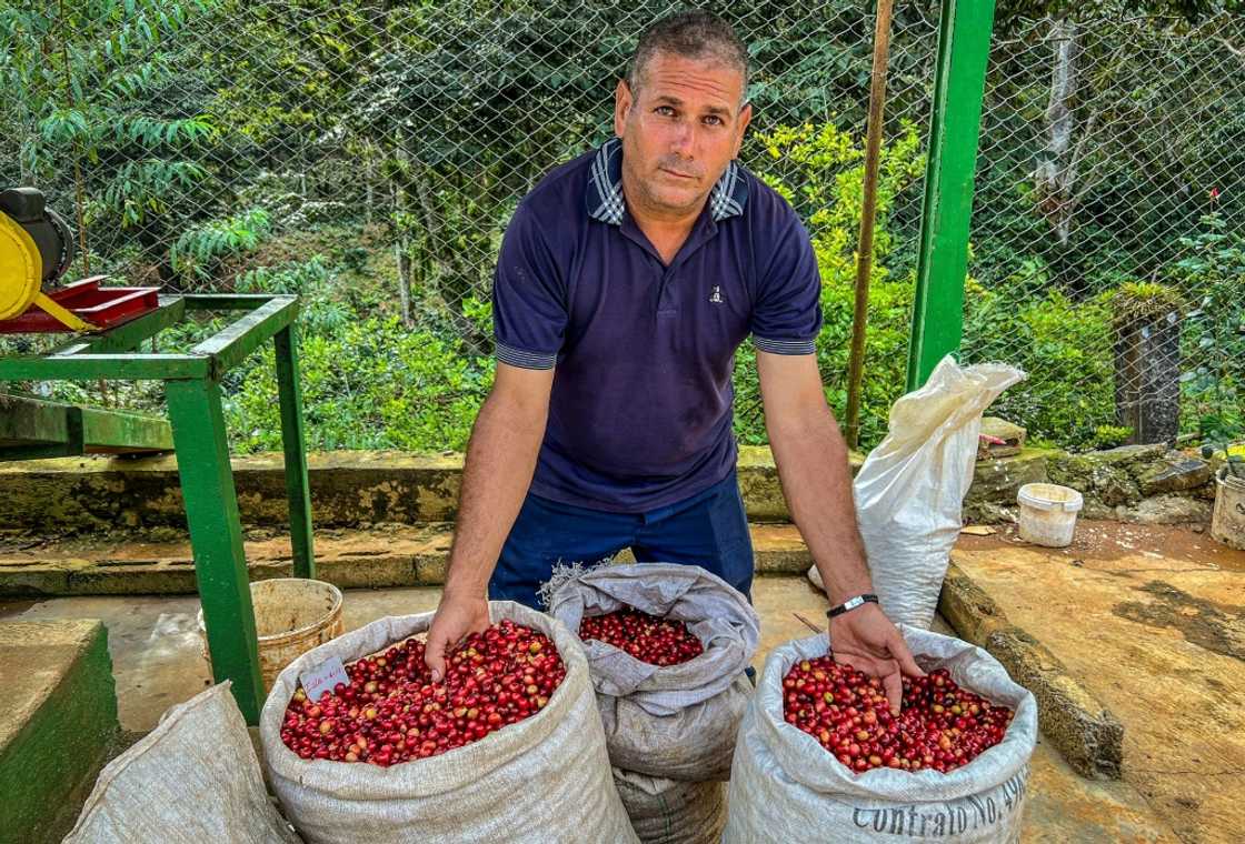 Farmer Jesus Chaviano displays his coffee beans at his plantation in Jibacoa, Villa Clara province, Cuba Farmer Jesus Chaviano displays his coffee beans at his plantation in Jibacoa, Villa Clara province, Cuba