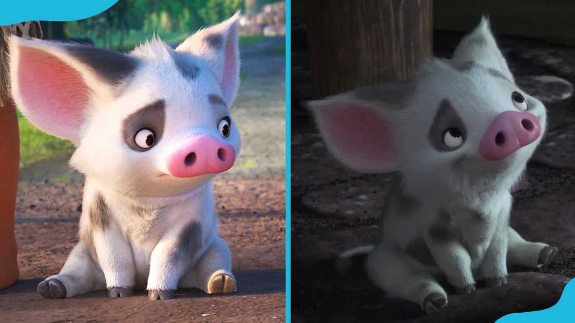 Pua Moana’s pet pig