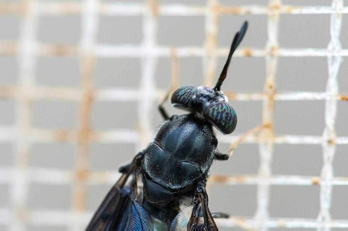 The fly larvae farm requires only 300 square meters, compared to many times that required for beef or soybean farms The fly larvae farm requires only 300 square meters, compared to many times that required for beef or soybean farms