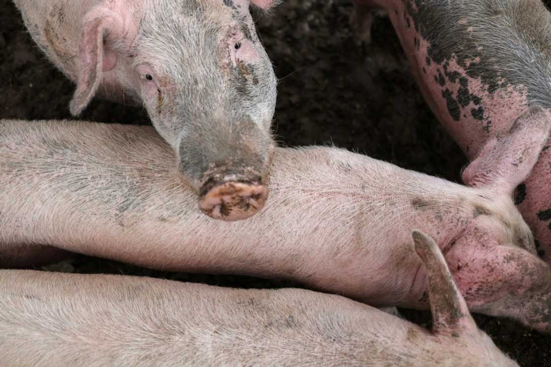 California's law regulates conditions in which pigs may be raised California's law regulates conditions in which pigs may be raised
