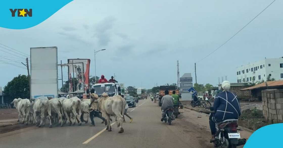 Tamale, Northern region capital, livestock, accident, safety concerns, Tamale Metropolitan Assembly, Bylaws, ghana news