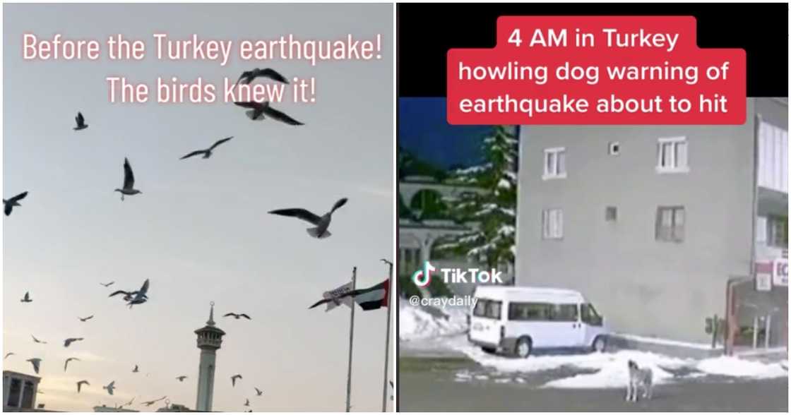 Videos of birds and dogs 'warning' about the Turkey earthquake