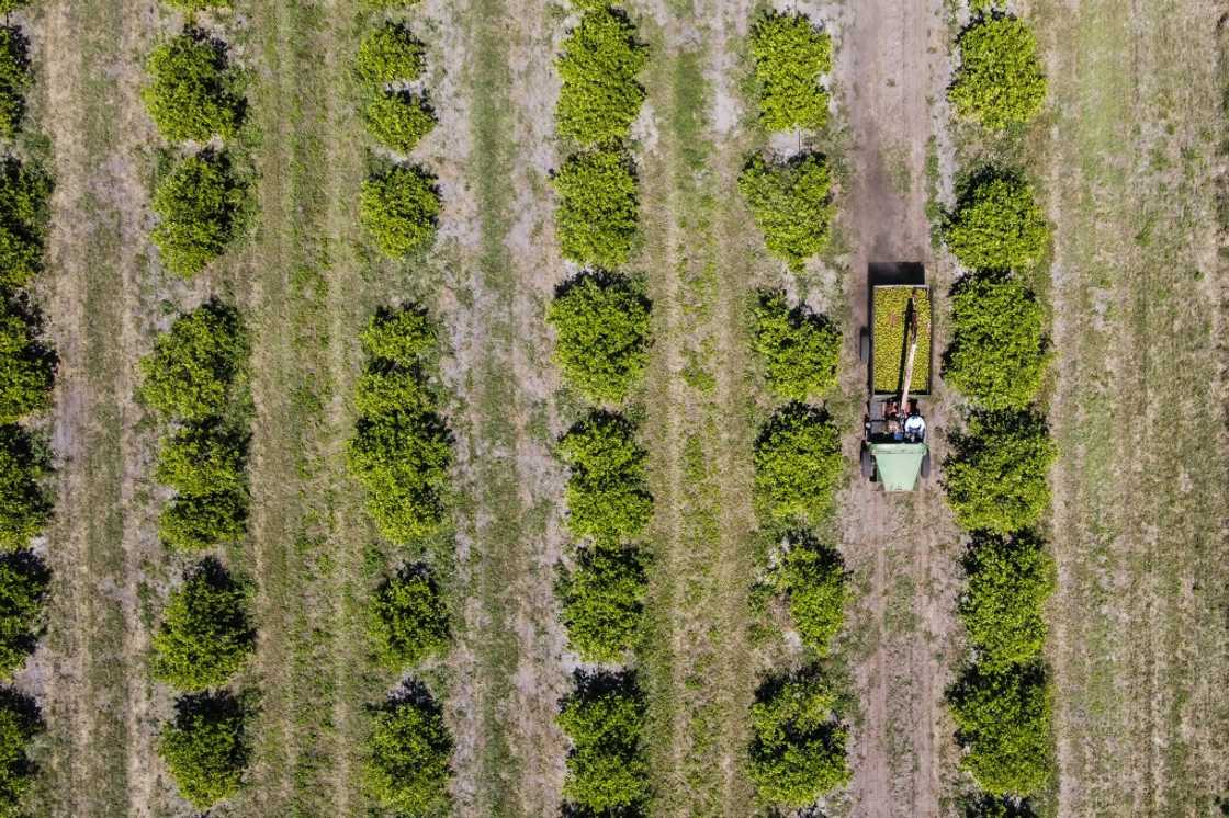 A tractor carrying citrus drives through a farm in Arcadia, Florida, on March 14, 2023 A tractor carrying citrus drives through a farm in Arcadia, Florida, on March 14, 2023