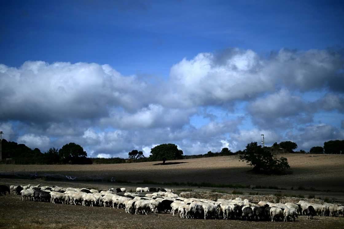 Sardinia is home to almost half of Italy's sheep