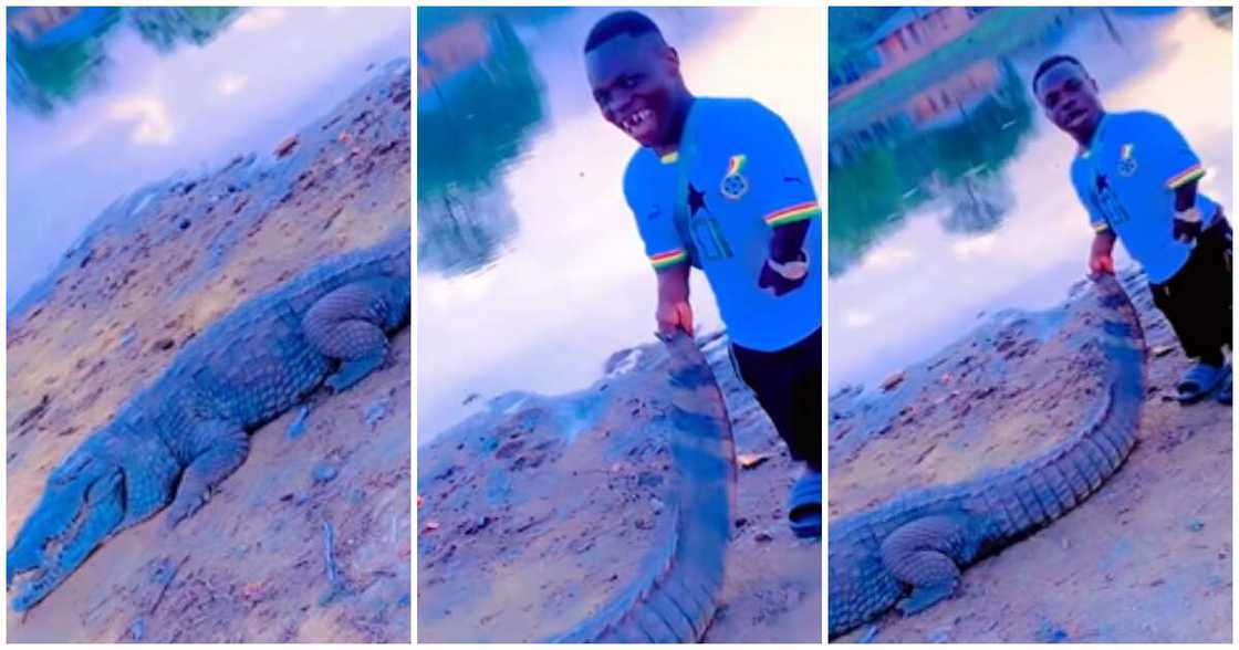 Shatta Bundle plays with a giant crocodile