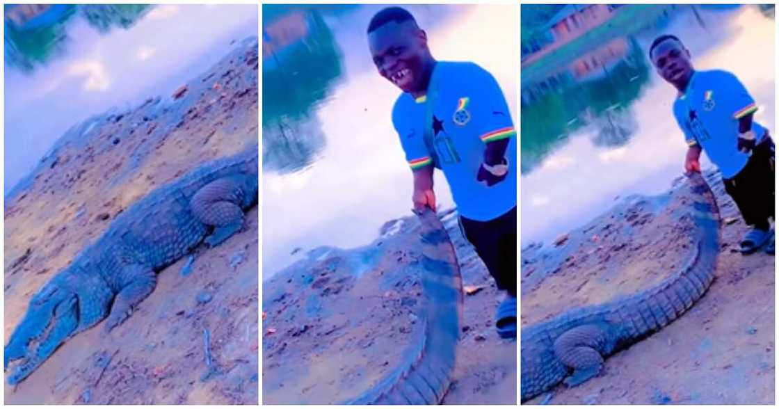 Shatta Bundle plays with a giant crocodile Shatta Bundle plays with a giant crocodile
