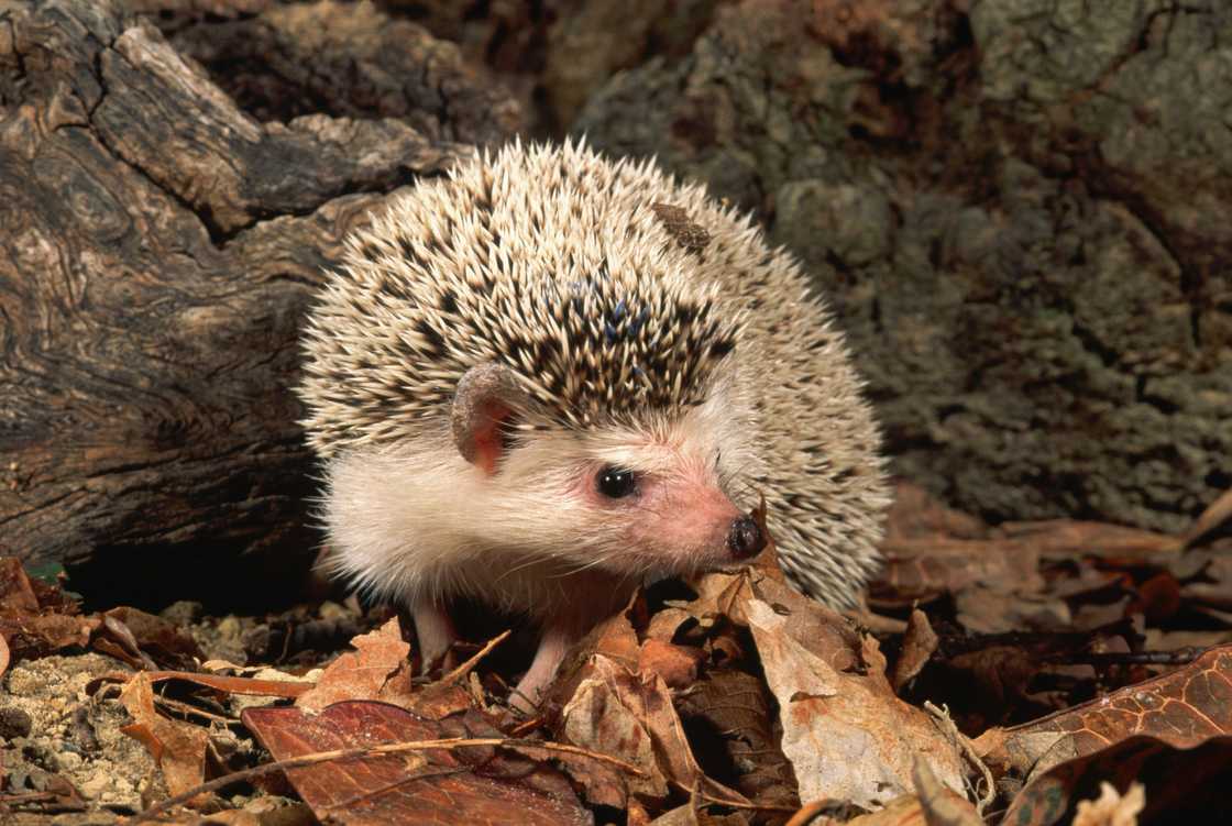African hedgehog African hedgehog