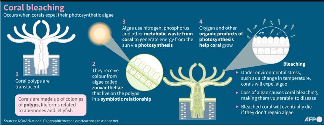 Coral bleaching Coral bleaching