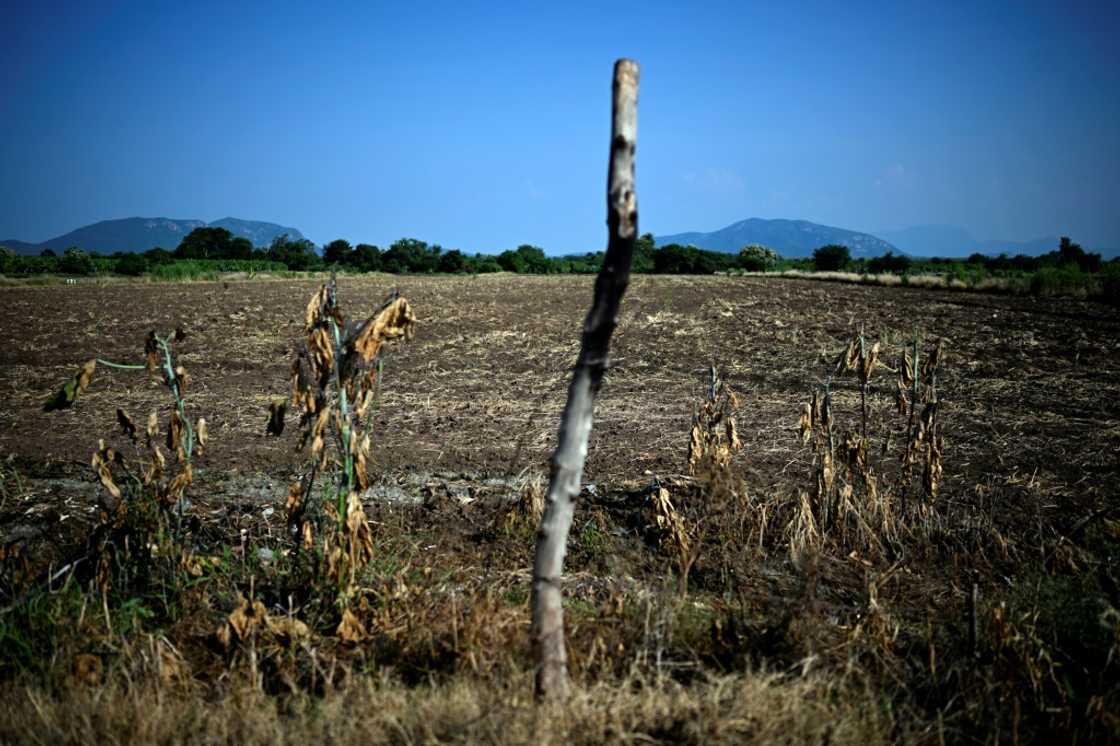 A Mexican lime plantation lies abandoned by its owners due to extortion by criminal gangs in Michoacan state A Mexican lime plantation lies abandoned by its owners due to extortion by criminal gangs in Michoacan state