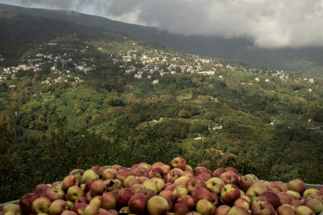 The area's Zagorin apples have since 1996 carried a protected European designation of origin label The area's Zagorin apples have since 1996 carried a protected European designation of origin label